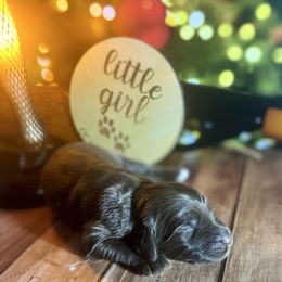 Chocolate female 2 - Chocolate female Labradoodle puppy in Kingston, Georgia from CC Familydoodles