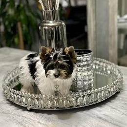 Biewer Terriers, Morkies, and Yorkshire Terriers from Kimora’s Kreation’s Kennel