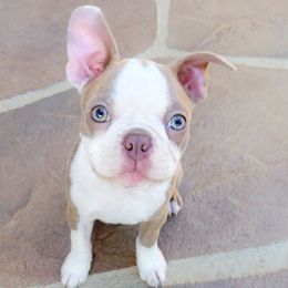 Boston Terrier Puppies from Our Gang Bostons