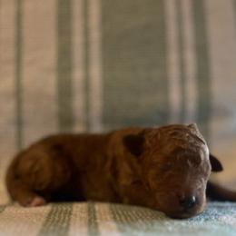 Zyphyr - Red  male Poodle puppy in Quitman, Mississippi from P&D Palace