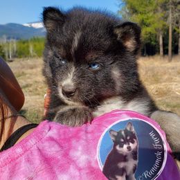 Pomsky Puppies from Runamok Farm