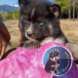 Pomsky Puppies from Runamok Farm
