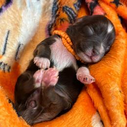 Grace - Liver female Miniature Schnauzer puppy in Hemet, California from Journee Home Mini Schnauzers