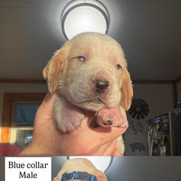Blue collar - Red and white male Basset Hound puppy in Kenansville, Florida from Fancy Hounds