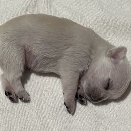 Girl 4 - female Pug puppy in Black Mtn, North Carolina from Southern Pugs