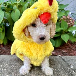 Buttercup- F1b Sheepadoodle (Petite) - Fawn and white female Sheepadoodle puppy in Cambridge, Ohio from Sweet Creek Pups