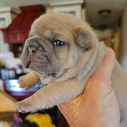 French Bulldog puppies from James River French Bulldogs