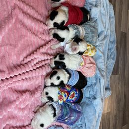 Sheepadoodle Puppies from Sunflower Family Farms