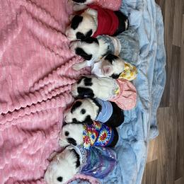 Sheepadoodle Puppies from Sunflower Family Farms