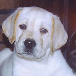 Labrador Retrievers from aMAZZing Labradors