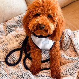 Chewy - Poodle