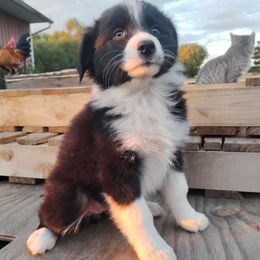 Luna - Black tri-color female Australian Shepherd puppy in Crestline, Ohio from High Desert Aussies