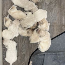 Boy 4 - Golden Retriever puppy from Socalretrievers