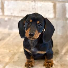 Chevy - Dachshund