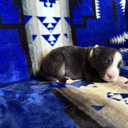 FA - Black tri-color male Australian Shepherd puppy in Pendleton, Oregon from High West Aussies