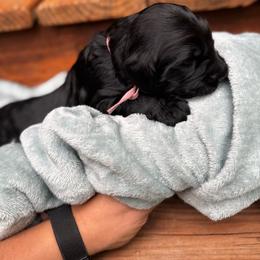 Toph - Black female Goldendoodle puppy in Glen Daniel, West Virginia from Dani’s Doodles