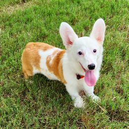 Lottie - American Corgi