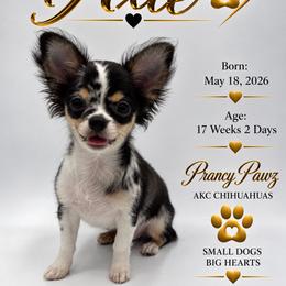 AKC Axle - Merle male Chihuahua puppy in Columbus, Nebraska from Prancy Pawz