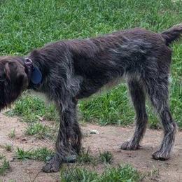 Goldendoodles and Wirehaired Pointing Griffons from Ole Poor Farm