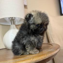 Miko - Red sable male Pomeranian puppy in Phoenix, Arizona from Luxpomz