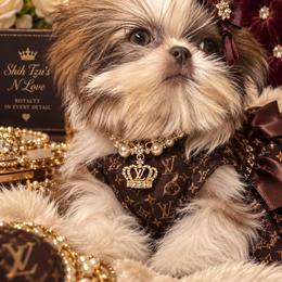 PollyPocket - Liver and white female Shih Tzu puppy in Coolidge, Arizona from Shih Tzu’s  ‘N’ Love