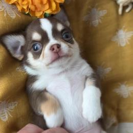 Capone - Chocolate and tan male Chihuahua puppy in Michigan from Fanciful Thrills Kennel