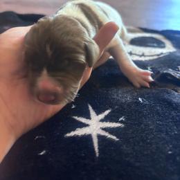 Millie -female 3 - Liver and white female German Shorthaired Pointer puppy in Conroe, Texas from Third Coast Pointers