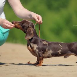 Oxford - Dachshund