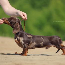 Oxford - Dachshund