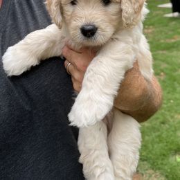 Goldendoodle Puppies from Ellie's Goldendoodles