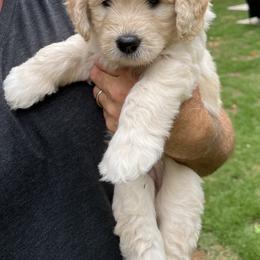 Goldendoodle Puppies from Ellie's Goldendoodles