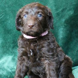 Ziti - Chocolate female Labradoodle puppy in Lanexa, Virginia from Lees Reach Farm