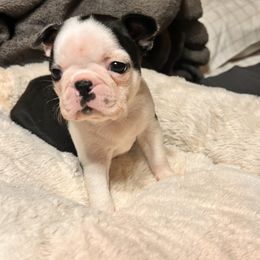 Boston Terrier and French Bulldog Puppies from 3B Kennels-Beth’s Best Boston’s