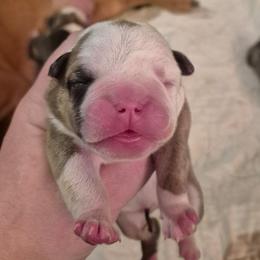 BLUE - Fawn and brindle male Bulldog puppy in Walhalla, South Carolina from Lowery's English Bulldogs