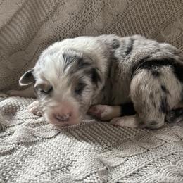 Belle - Blue merle female Australian Shepherd puppy in Bainbridge, Ohio from CK Aussies