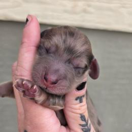Cream Dapple Girl - Dapple female Dachshund puppy in Woodland, Washington from SJs Dachshunds
