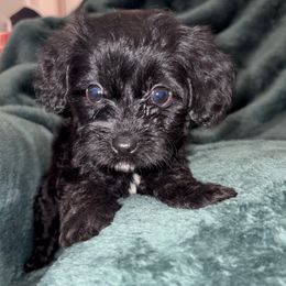 Dumbledore - Black and white male Cavapoo puppy in El Sobrante, California from Mckendra's Legacy