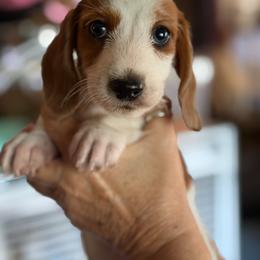 Ranger - Piebald male Dachshund puppy in Columbia, South Carolina from A&R Dachshund