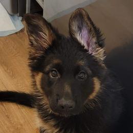 German Shepherd Puppies from Vom Wolfgang Roma Kennels