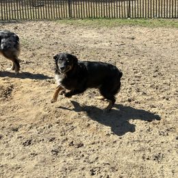 Shooter - Australian Shepherd