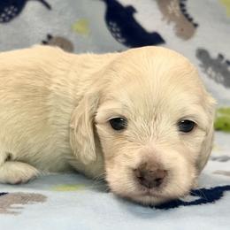 Foxtrot - Cream male Dachshund puppy in Woodburn, Oregon from Primo Dachshunds