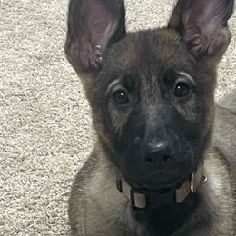 German Shepherds from Czech Haven GSD Kennel