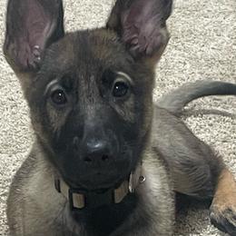 German Shepherds from Czech Haven GSD Kennel