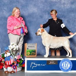 Rosie - Labrador Retriever