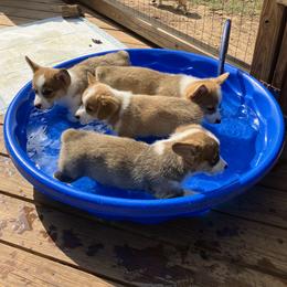 Pembroke Welsh Corgi Puppies from Becky's Pembroke Welsh Corgis