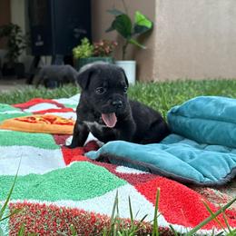 Shadow - Black brindle female Cane Corso puppy in Utah from 3Lake Kennelz