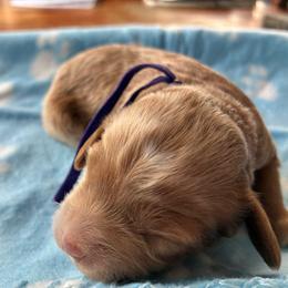 Sparkle - Sable and white female Cockapoo puppy in Adrian, Oregon from ApplebyFarm