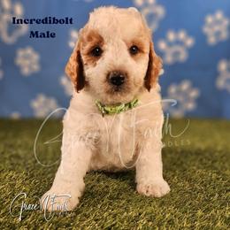 Incredibolt - Parti male Goldendoodle puppy in Peyton, Colorado from Grace N Faith Doodles