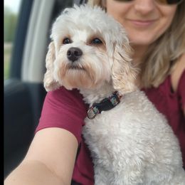 Roxy - Cavapoo
