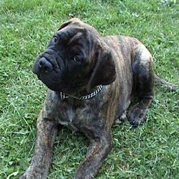 Bullmastiffs from Bulwark Bullmastiffs